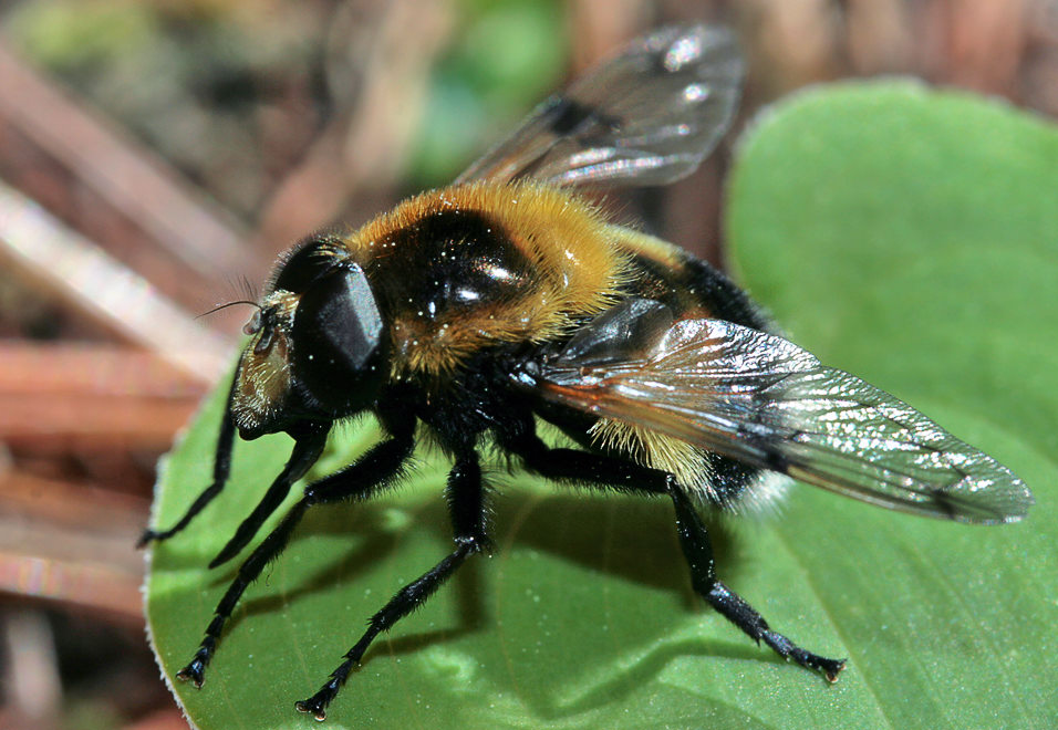    (Volucella bombylans f. plumata)