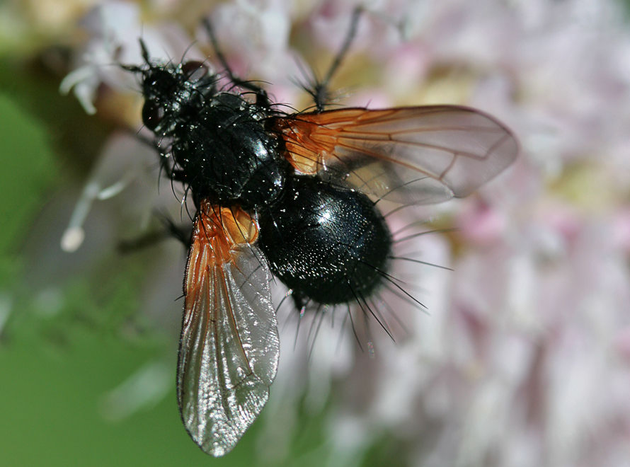  Zophomyia temula