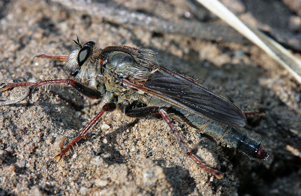  Machimus sp.