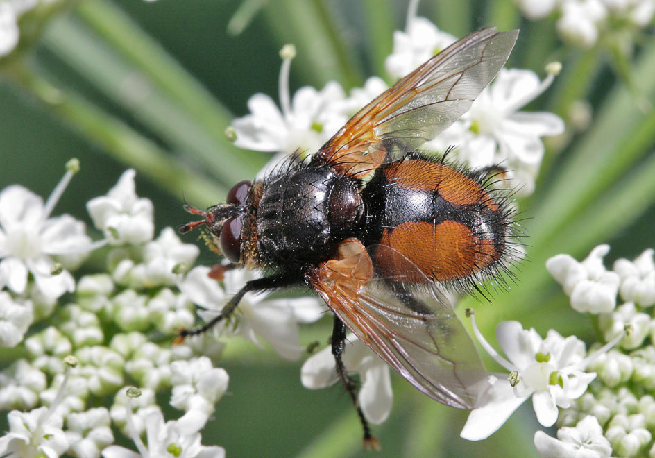   (Tachina magnicornis)