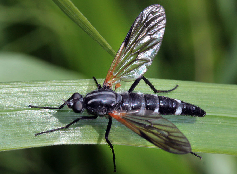 Лжектырь (Therevidae)