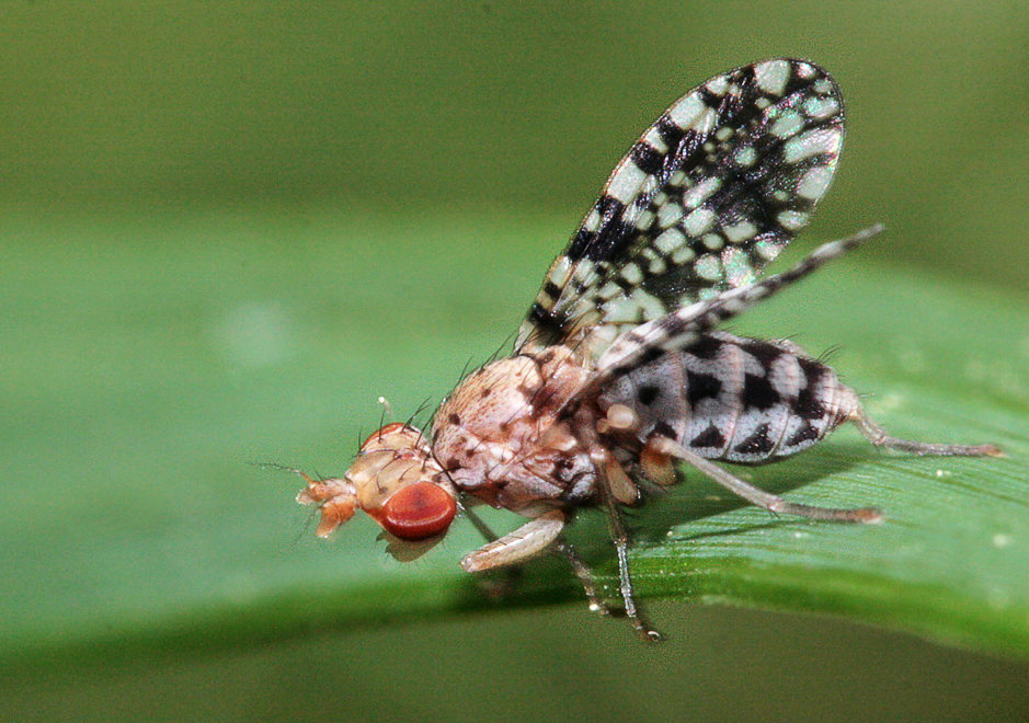  Trypetoptera punctulata