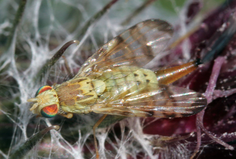  Terellia tussilaginis