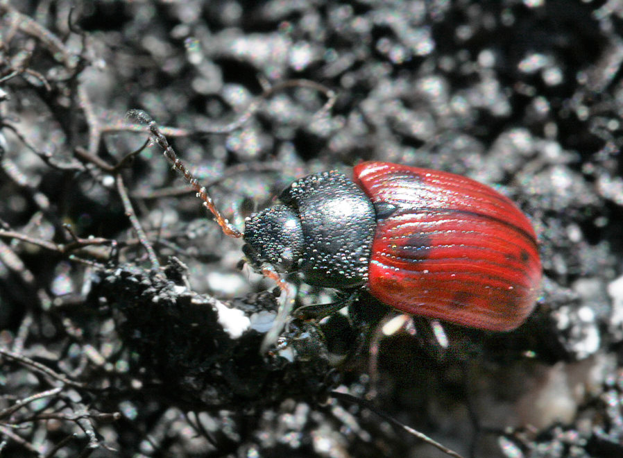   (Gonioctena linnaeana)