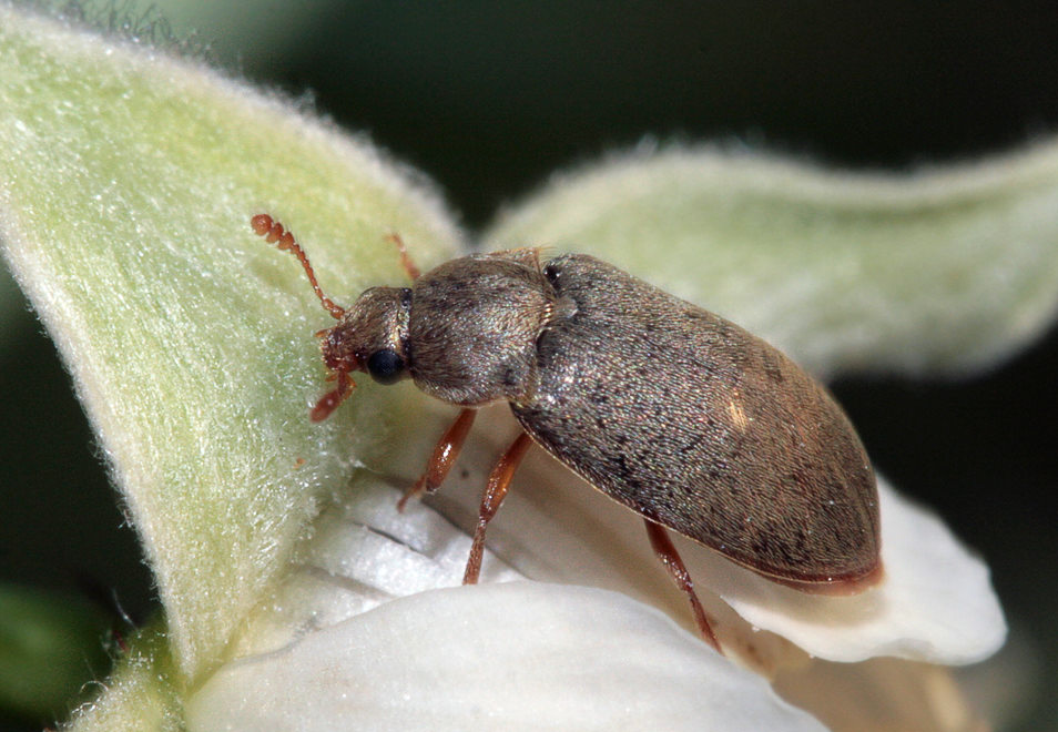   (Byturus tomentosus)