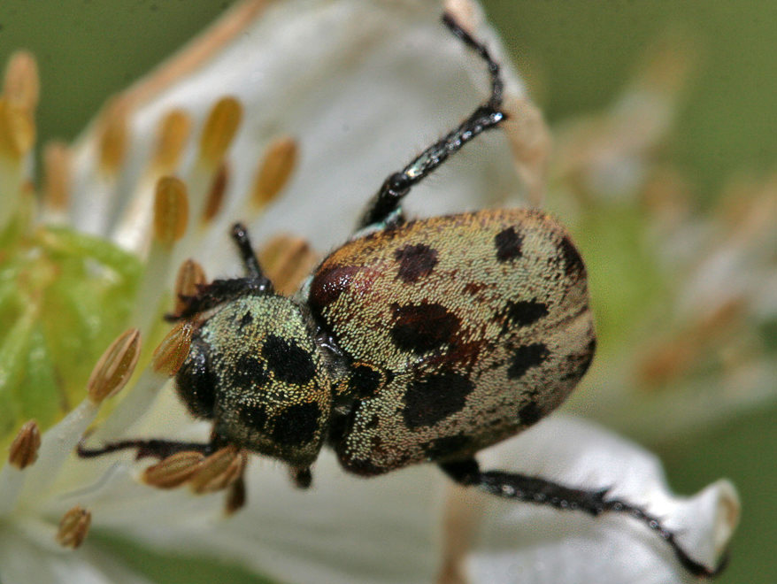   (Hoplia aureola)