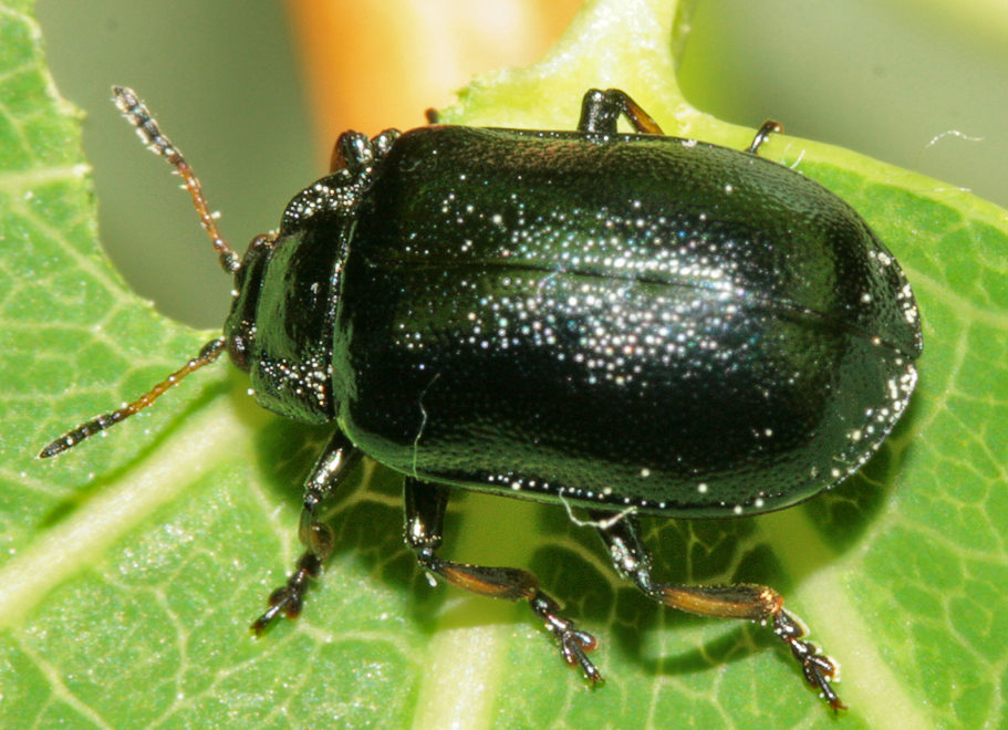   (Chrysomela lapponica), 