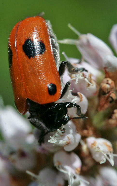   (Clytra quadripunctata)