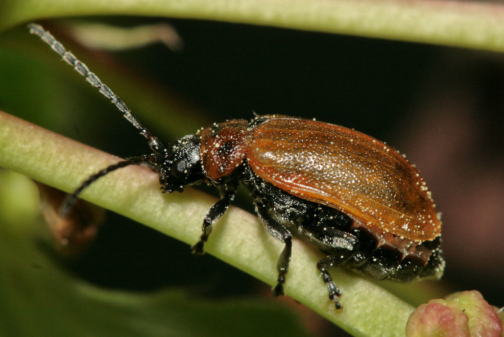   (Galeruca pomonae)