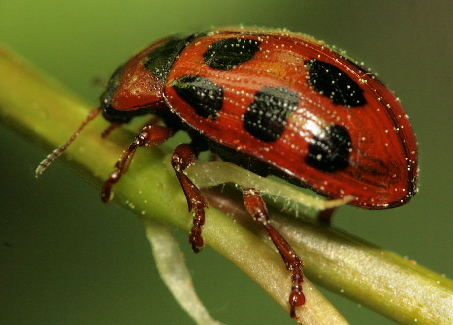   (Gonioctena affinis)