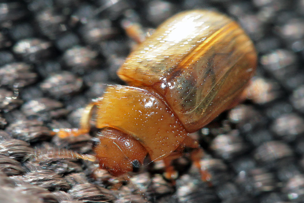  Gonioctena interposita