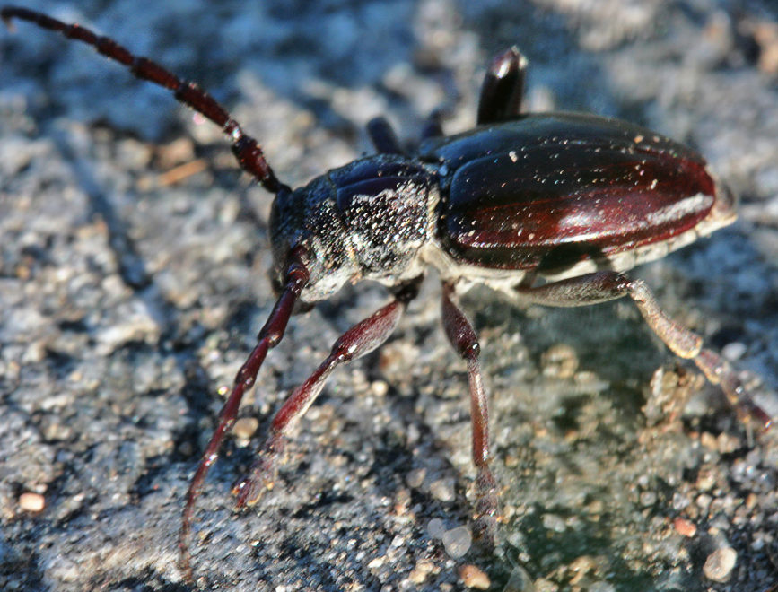 -  (Eodorcadion carinatum involvens)