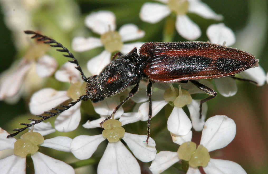   (Ctenicera pectinicornis)