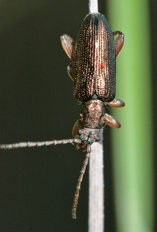  (Donacia sp.). Donacia aquatica ?