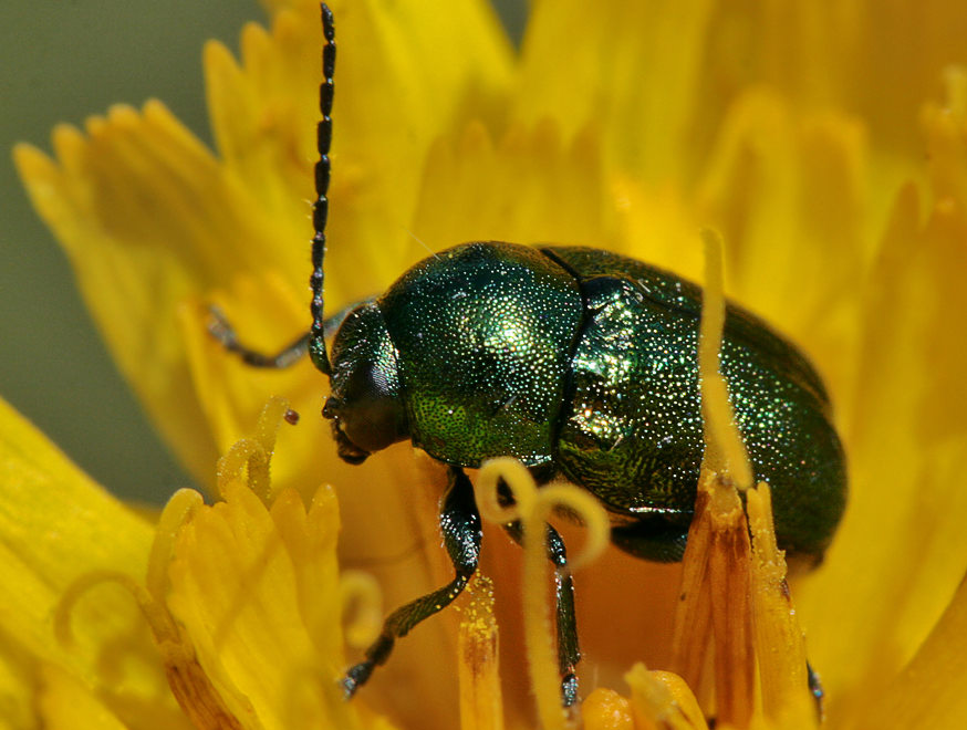   (Cryptocephalus sericeus) ?