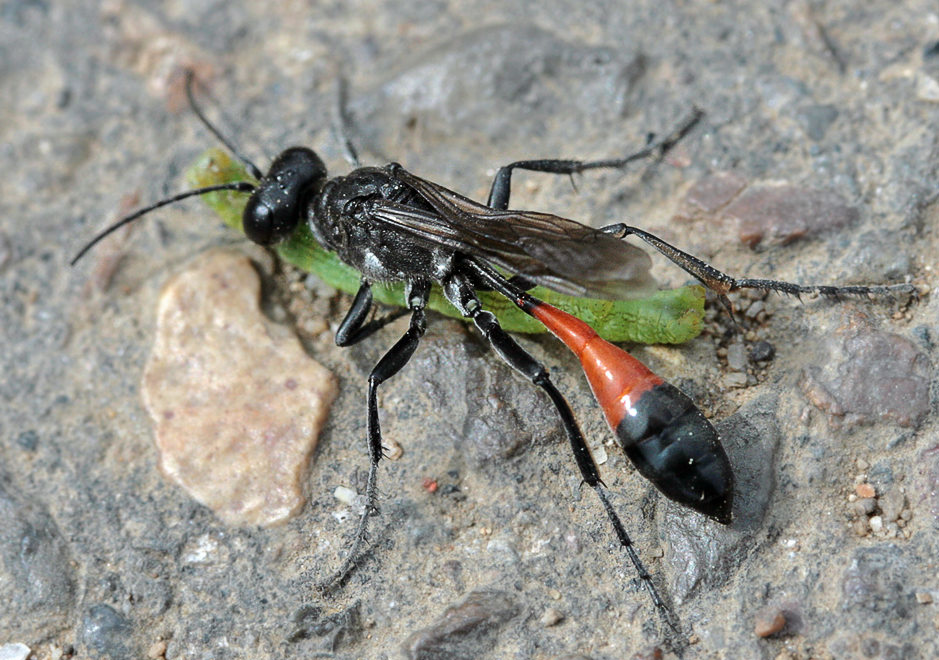  (Ammophila sp.)    