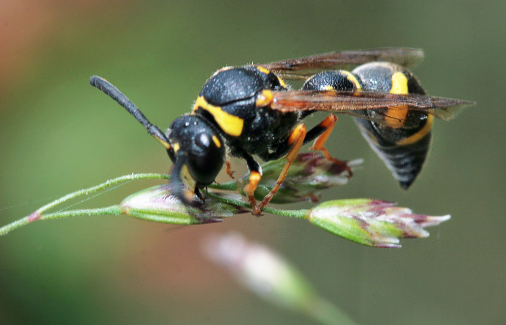  (Eumenes coarctatus)