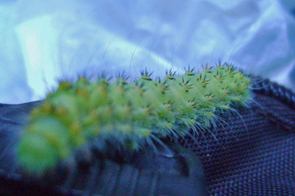    (Saturnia pavonia)
