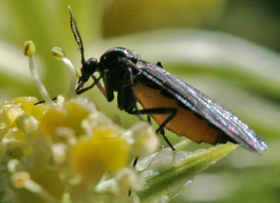  Sciara hemerobioides
