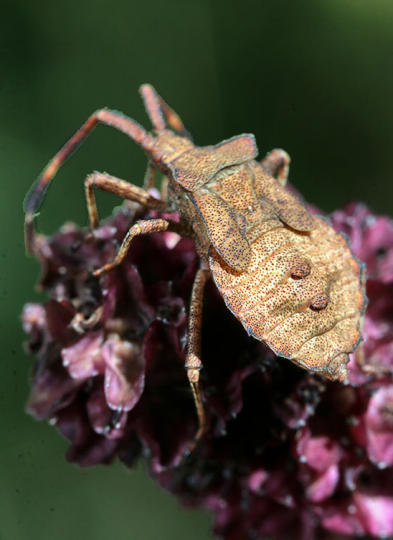   (Coreidae)