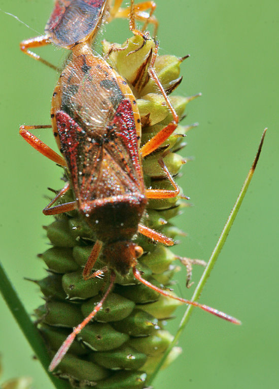  Rhopalus sp.