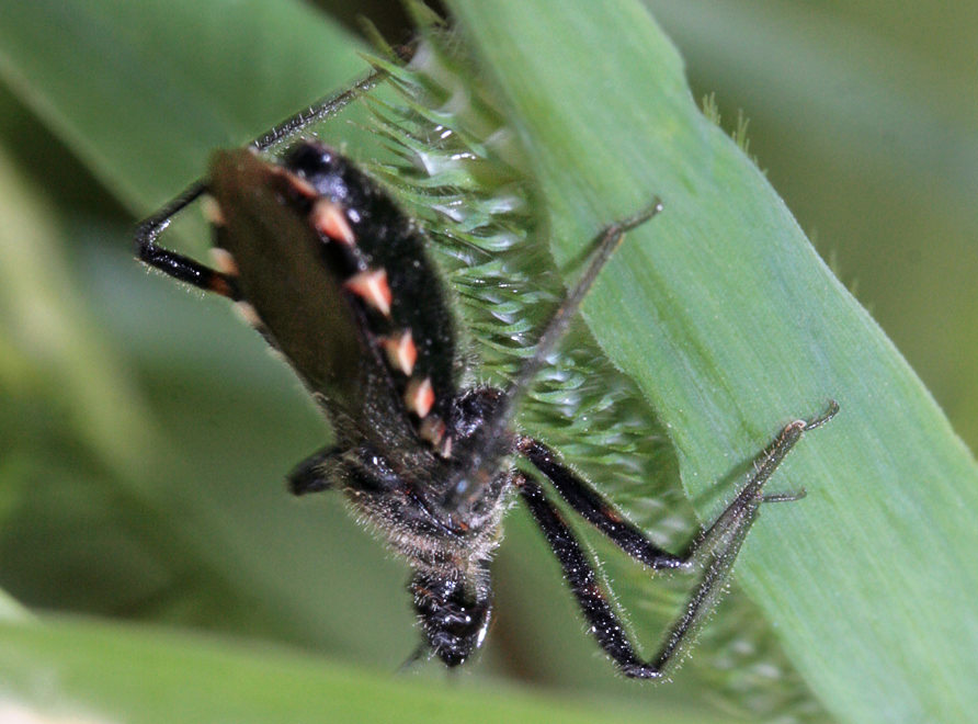  Rhynicoris sp.