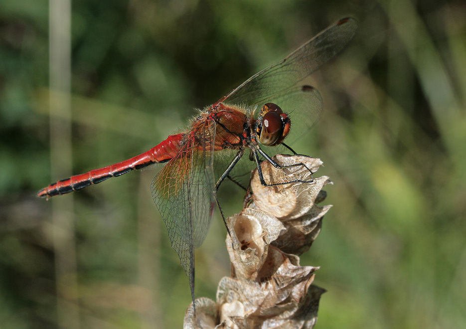 Стрекоза жёлтая (Sympetrum flaveolum)