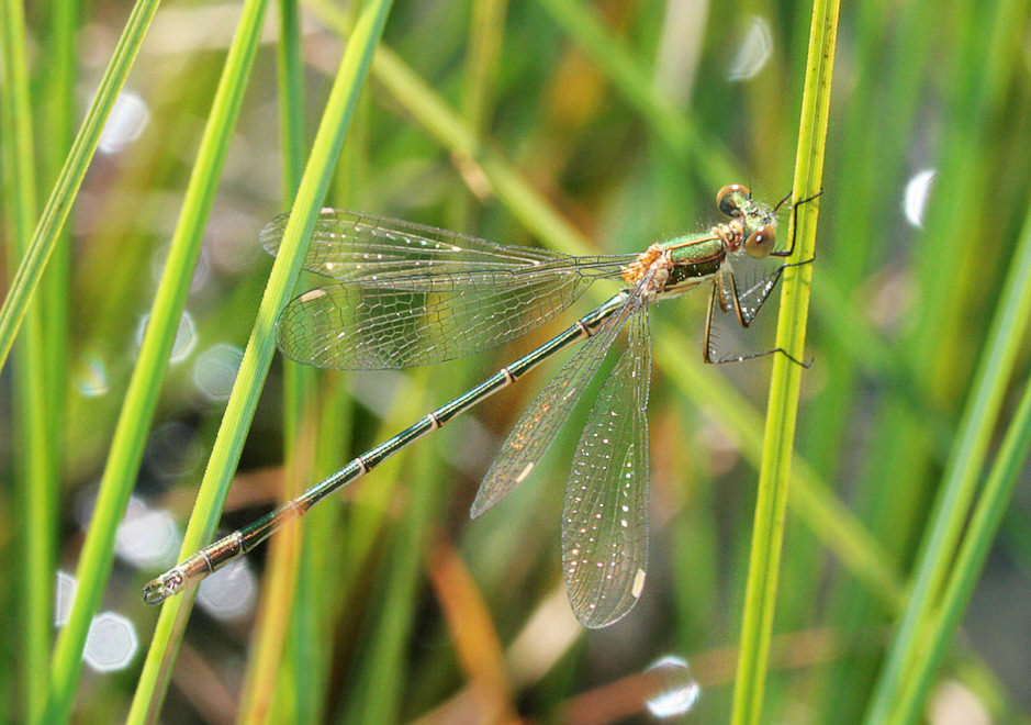  (Lestes sp.)