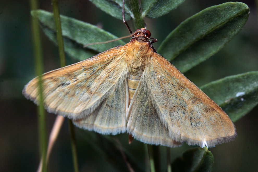   (Pyralidae)