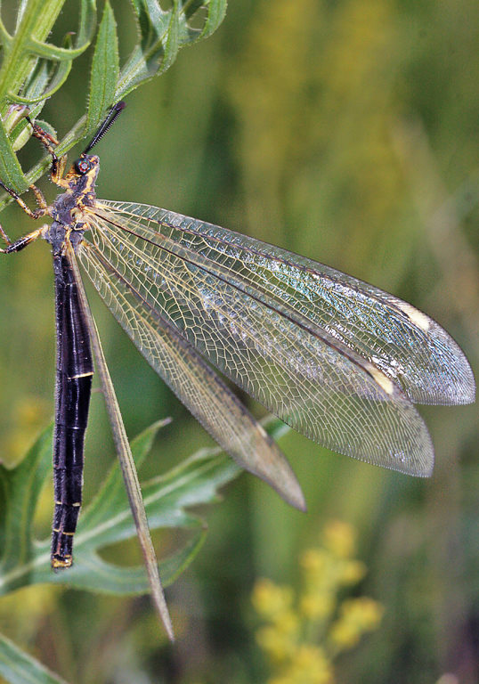    ? (Deutoleon turanicus)