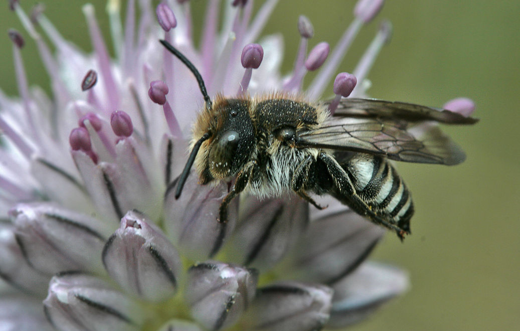 - (Megachilidae)