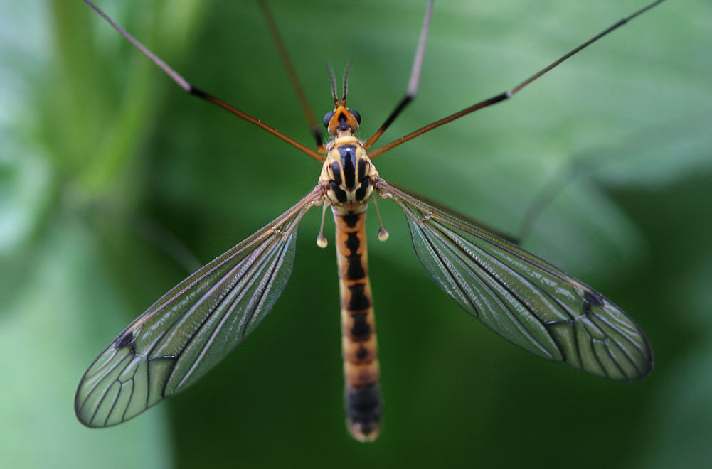  (Tipula sp.)