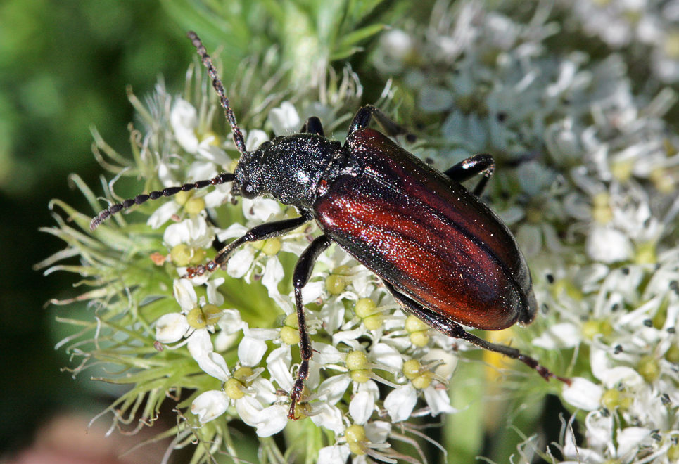  . Leptura sp. ?