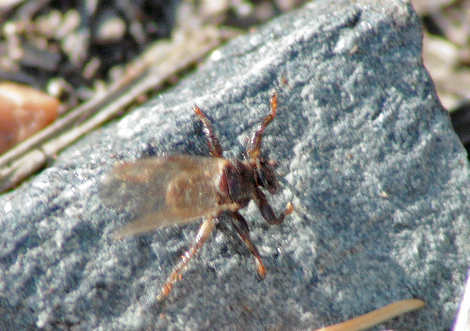   (Lipoptena cervi)