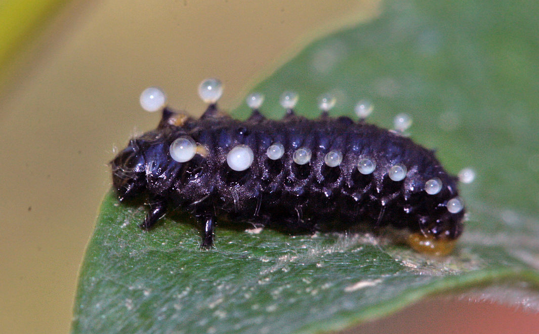  . Linaeidea sp.,   