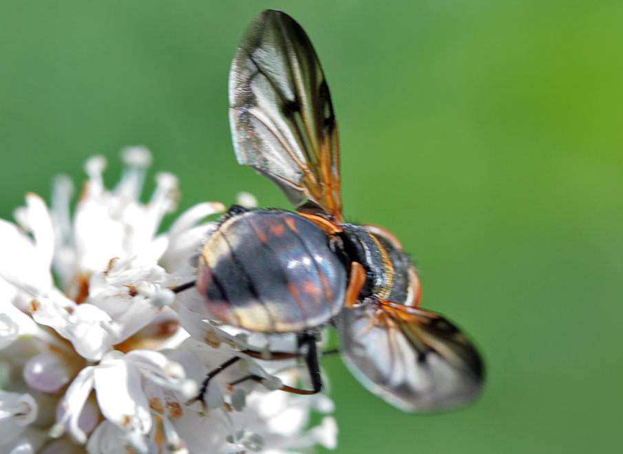   (Phasia sp.)