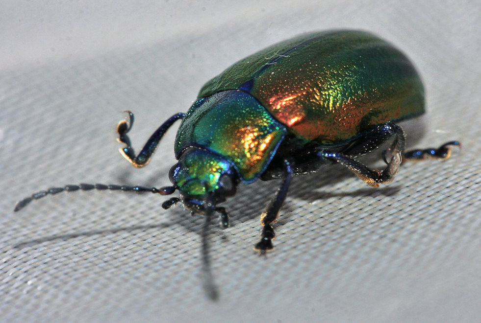   (Chrysolina graminis) ?