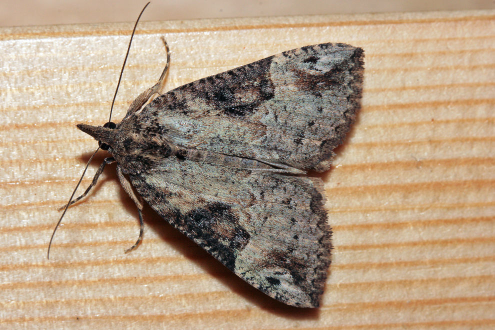Усатка мрачная (Hypena tristalis)