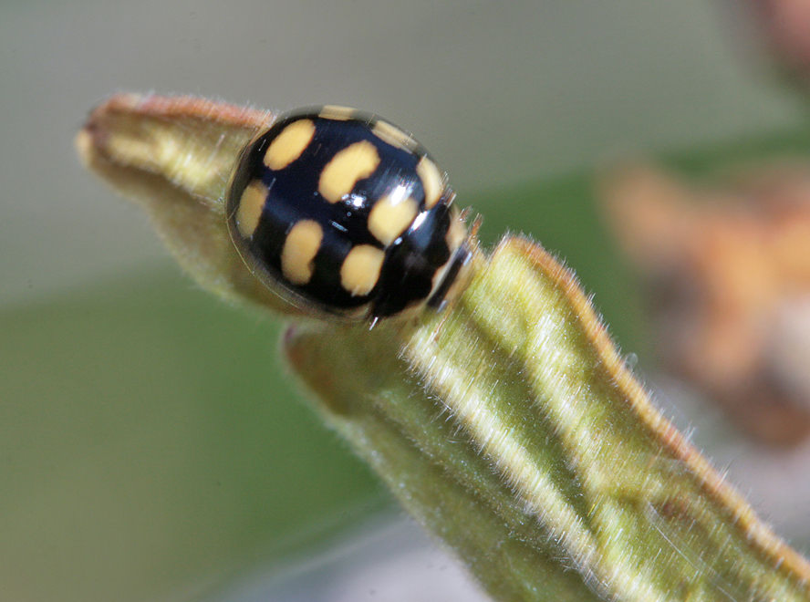   (Coccinula quatuordecimpustulata)