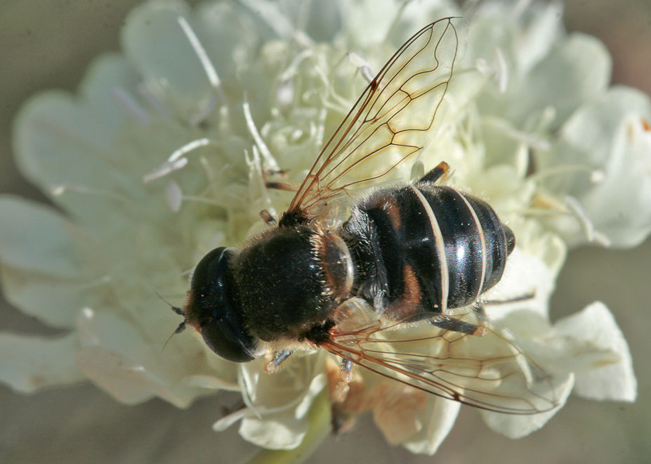 . Eristalis sp.