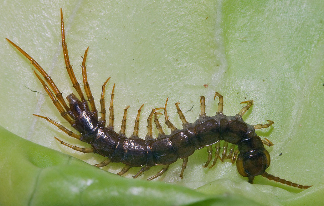 Костянка (Lithobius sp.)
