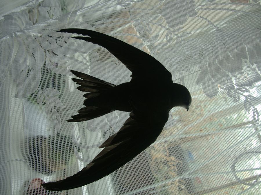 ������� ��� �����