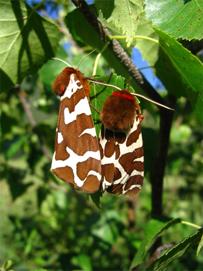   (Arctia caja, Linnaeus, 1758)    