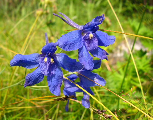   (Delphinium grandiflorum L.)