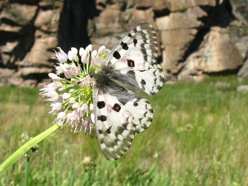 ������� ������ (Parnassius nomion Fischer von Waldheim, 1823 )