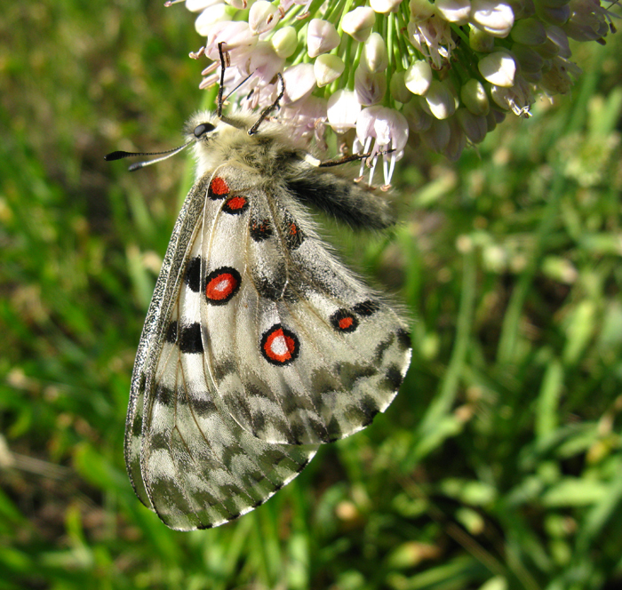 ���������� ������ (Parnassius nomion Fischer von Waldheim, 1823 )