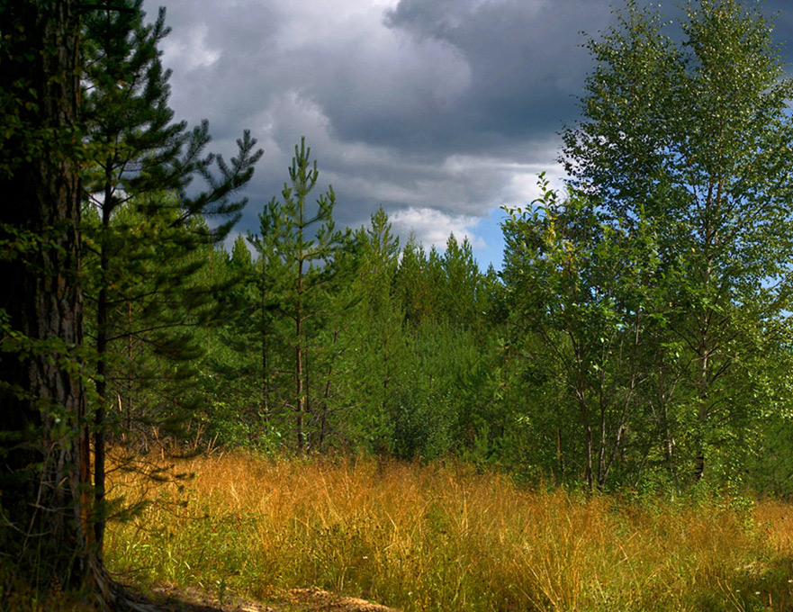 ����� ����