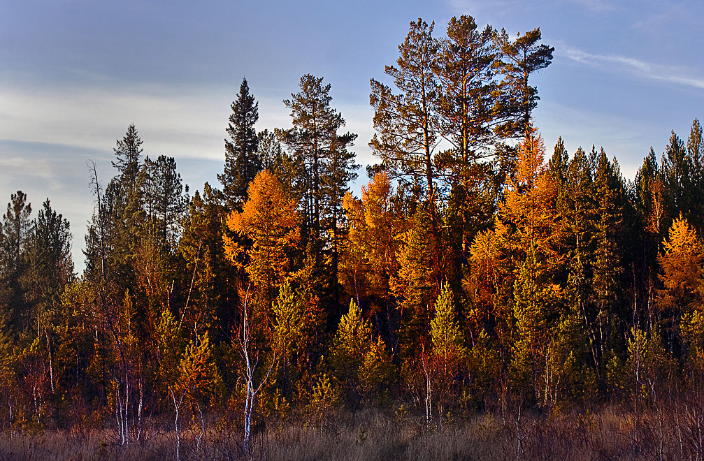 ��������� ������ �����