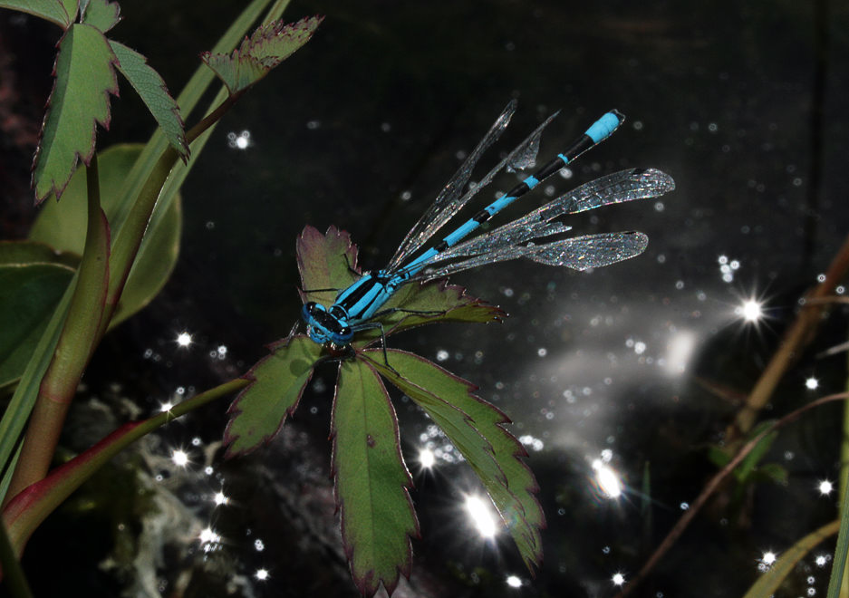 Стрелка голубая (Enallagma cyathigerum)