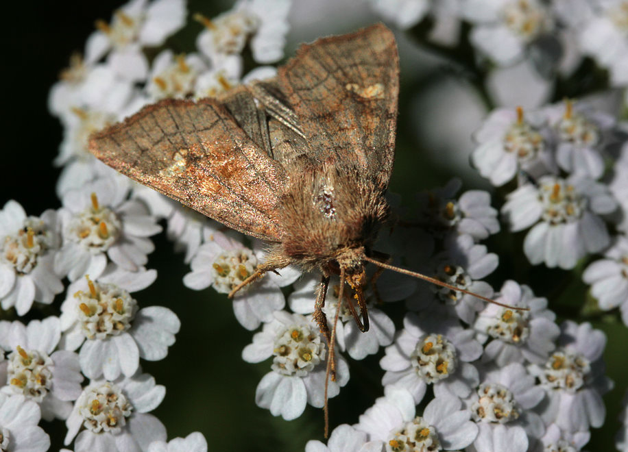   (Lasionycta imbecilla) ?